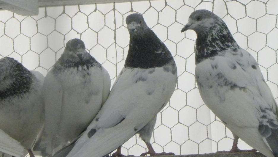 Pigeon Tending On The Rise In New York The World From Prx Top 5 pakistani pigeons breed by kabootar bazi pakistan. pigeon tending on the rise in new york