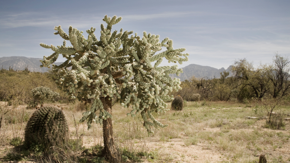 Identifying The Migrants Who Die Crossing The Usmexico - 