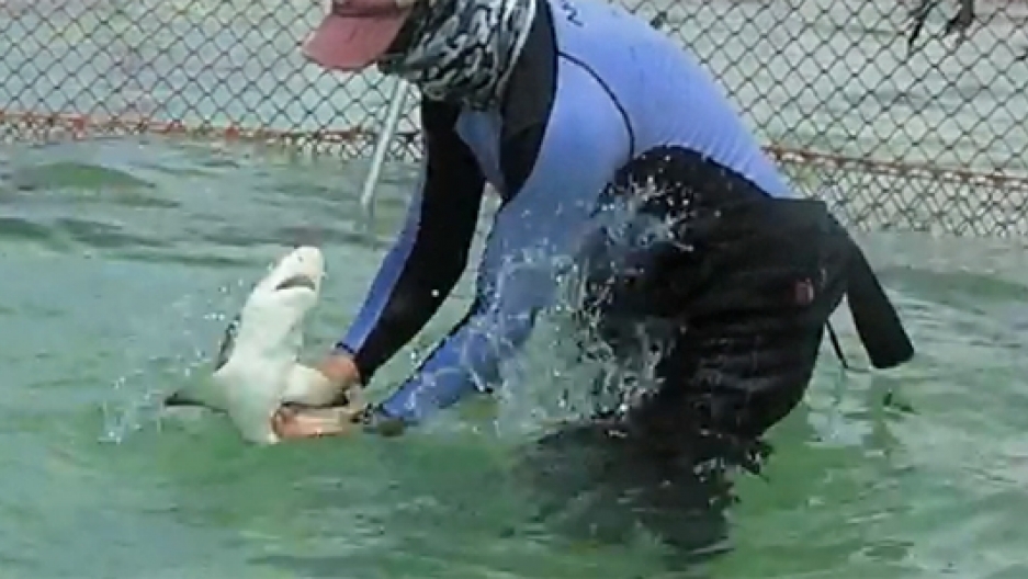 Scientists Repel Sharks to Save Them The World from PRX