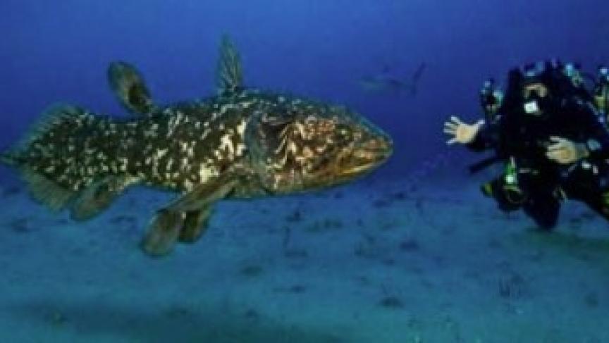 In Search of the Living Fossil Fish, the Coelacanth | Public Radio