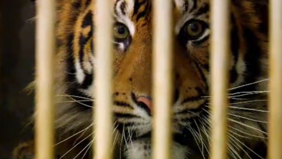 A Controversial Wildlife Refuge on Tiger Island The World from PRX