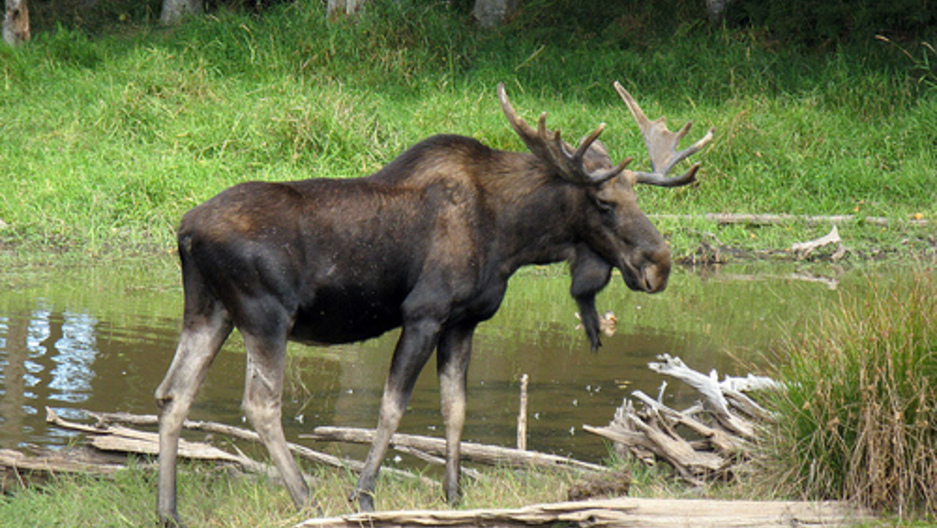 Declining moose population in upper Midwest may be due to climate