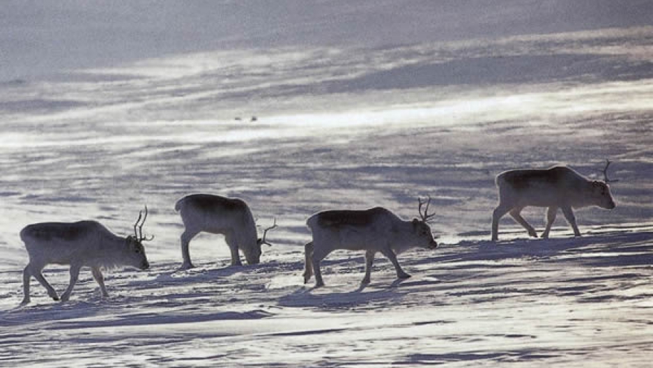 North Pole Reindeer In Danger Of Extinction The World From Prx