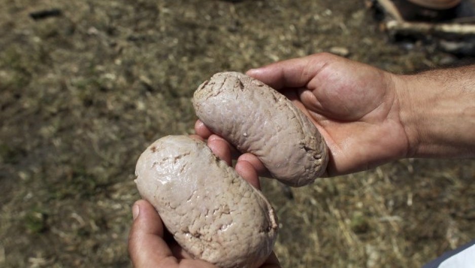 Testicles the main ingredient at Serbian cooking contest Public Radio
