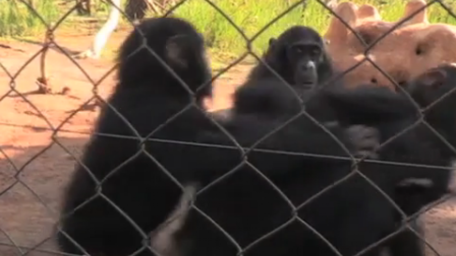 VIDEO A sanctuary in the Congo takes in orphaned chimpanzees The