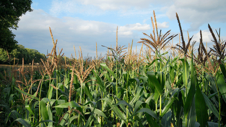 French study raises questions about health effects of