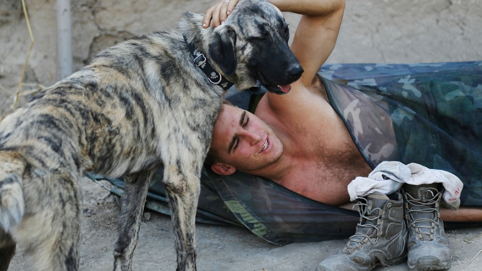 military dogs suffer ptsd