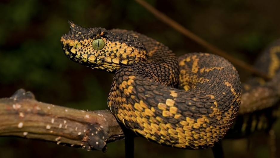 new snake species matilda s horned viper found in tanzania photo