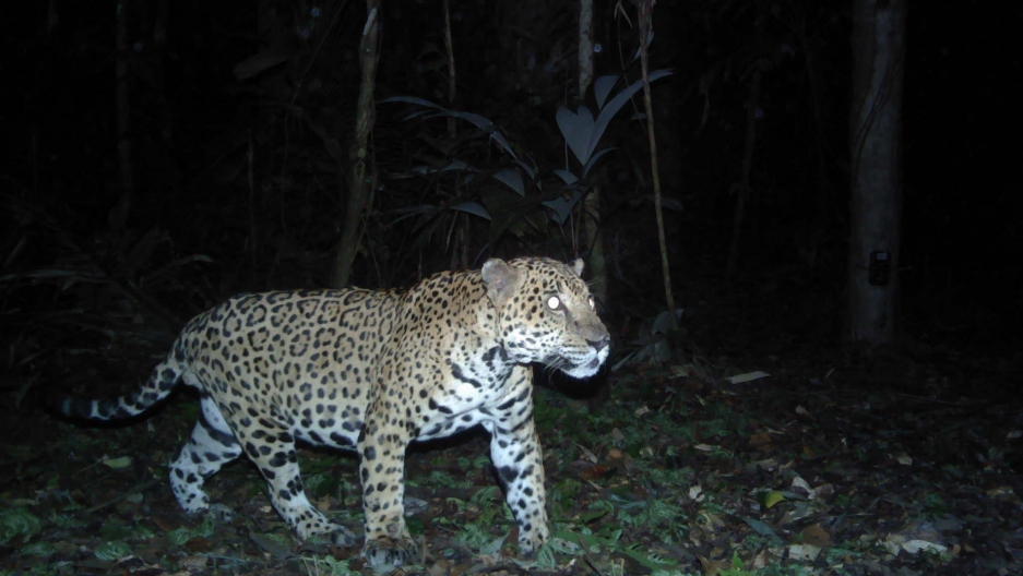 Jaguars in Belize The World from PRX