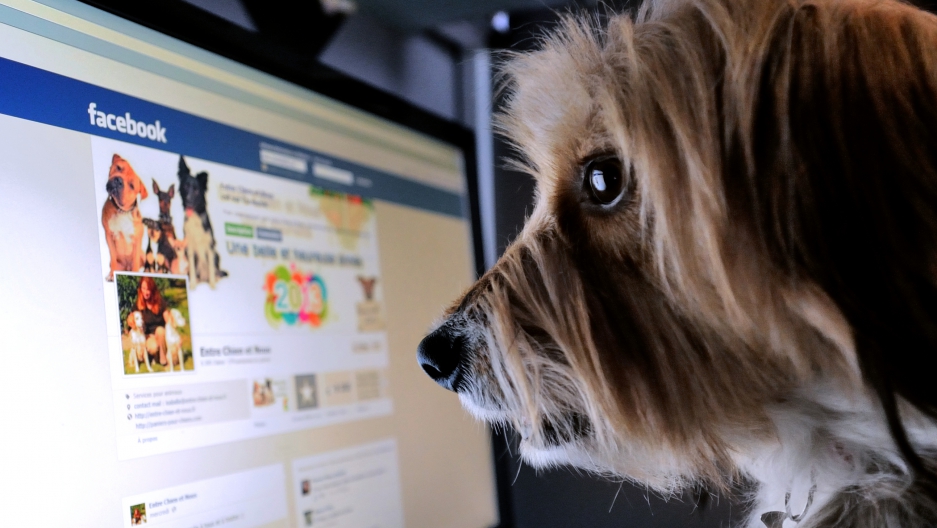 Confirmed Dogs Can Recognize Other Dogs On TV The World From PRX