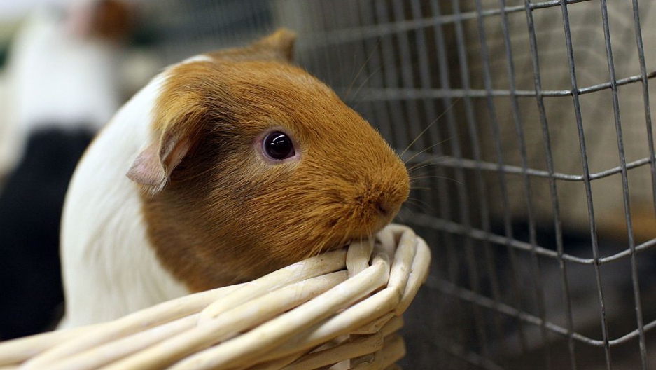 guinea pig gate