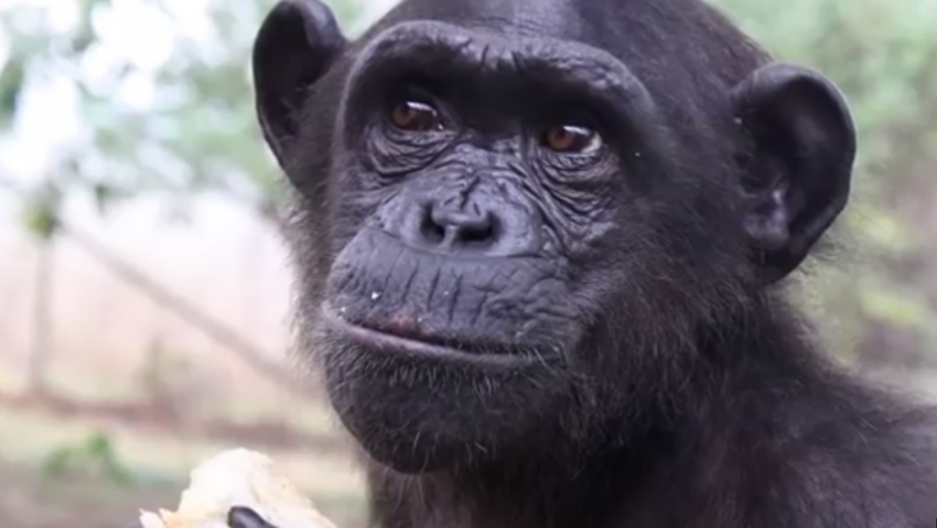 watch this chimp celebrate