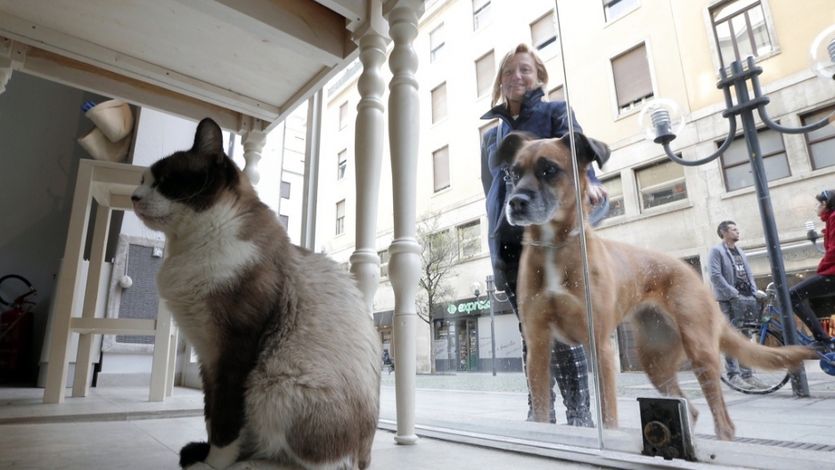 a dog and cats world