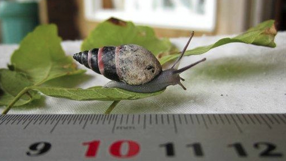 Everyone thought climate change killed off this amazing snail. They