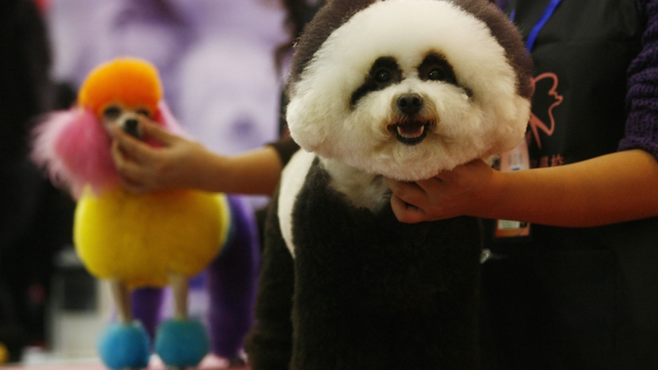 China denounces pet dogs as filthy imports from the West The World