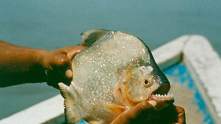 piranha may have the