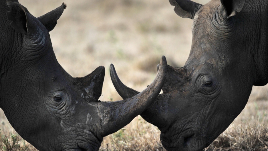 how much does a rhino license cost how much does a rhino license cost