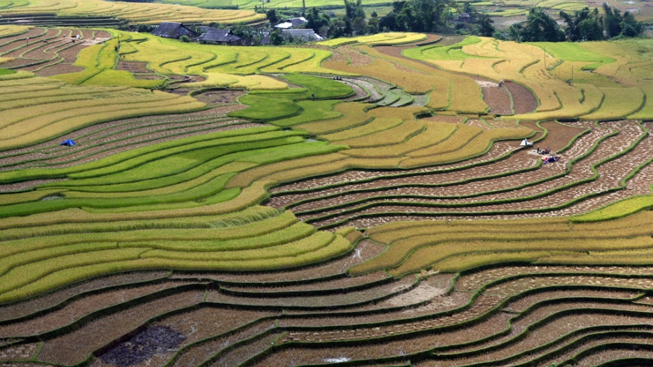 Rice Fields Of Asia: From Above and Below | The World from PRX