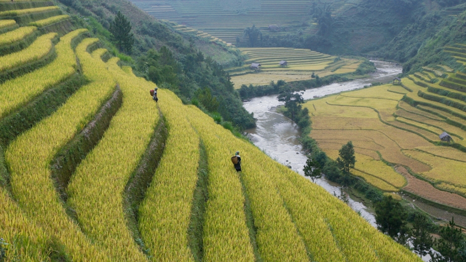 Rice Fields Of Asia: From Above and Below | The World from PRX