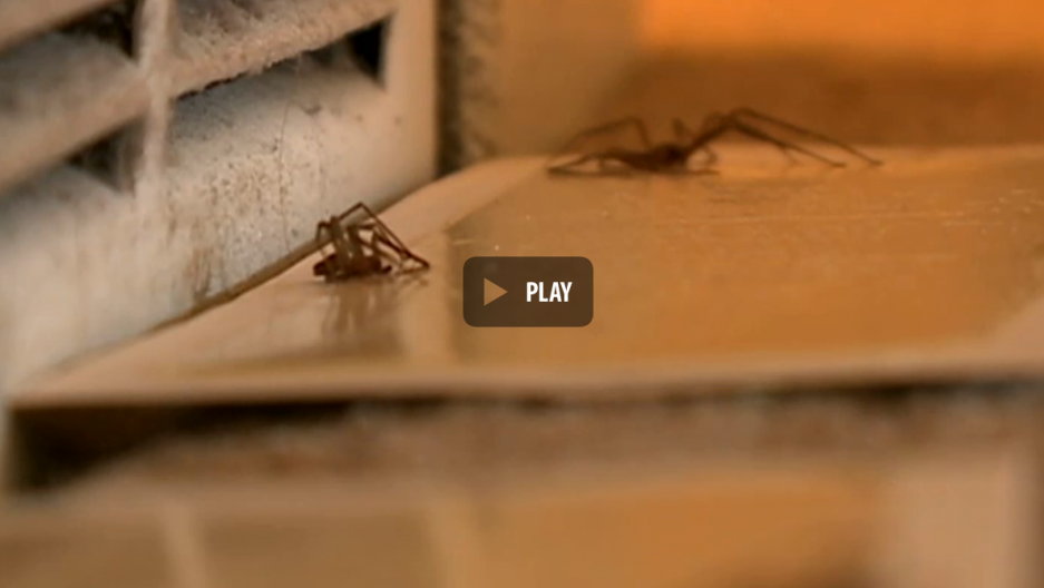 Venomous Brown Recluse Spiders Infest Nebraska Man S Apartment