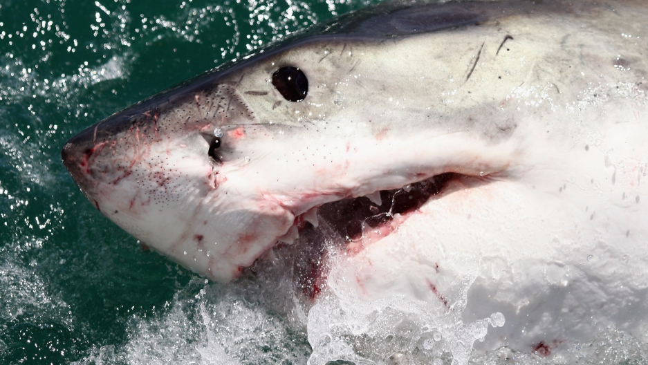 sharks with laser beams attached to their heads becomes reality