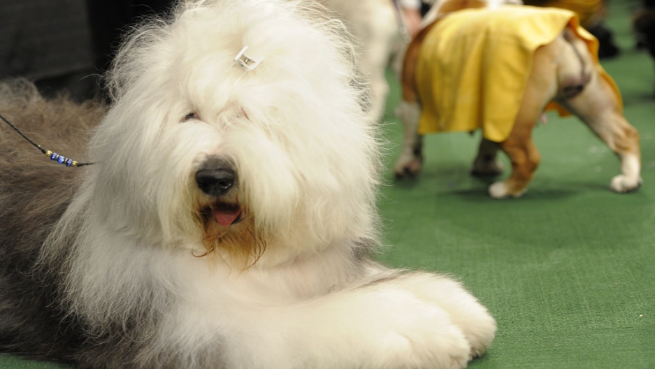 kennel club old english sheepdog