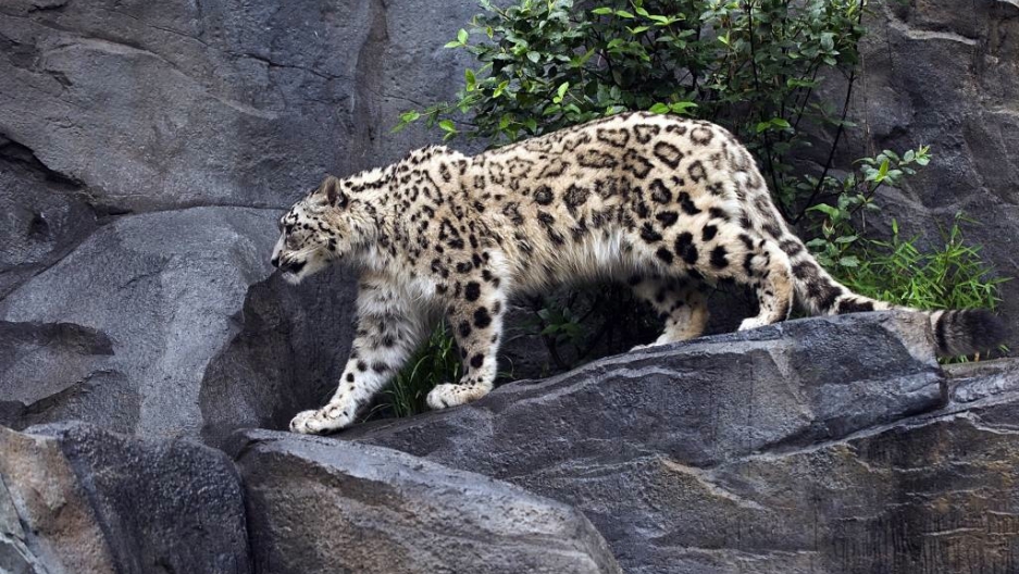 Severely endangered snow leopard found in remote Afghanistan | The
