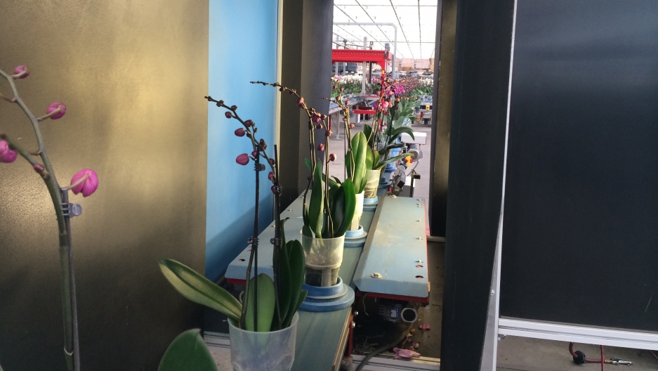 Budding orchids are prepared to be supplied to stores such as Home Depot and Walmart. Budding orchids are prepared to be supplied to stores such as Home Depot and Walmart.
