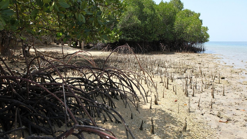 Bali mangroves Bali mangroves