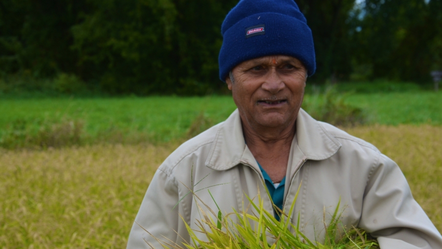 Ashok Dahal, a Bhutanese elder, grew up harvesting rice. Everyone had to learn how to grow rice in Bhutan, he says, regardless of their standing in the community. Ashok Dahal, a Bhutanese elder, grew up harvesting rice. Everyone had to learn how to grow rice in Bhutan, he says, regardless of their standing in the community.