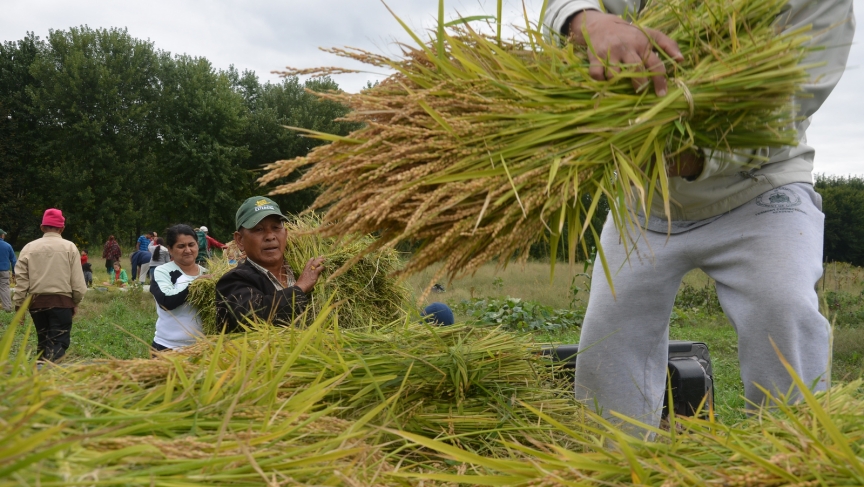 If all goes well with next year's rice paddy, the Bhutanese community in Vermont will be able to eat rice they grew and harvested themselves. If all goes well with next year's rice paddy, the Bhutanese community in Vermont will be able to eat rice they grew and harvested themselves.