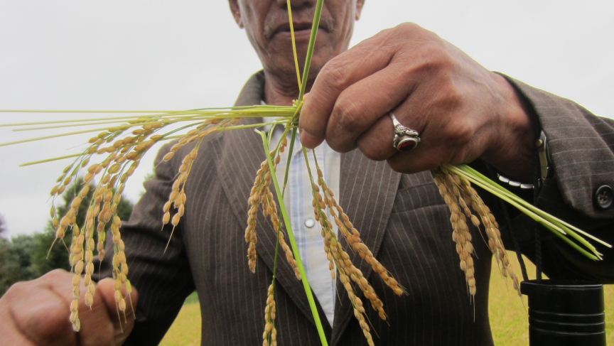 A Bhutanese man makes a butterfly out of rice stalks. These butterflies would traditionally hang in Bhutanese homes until the following year's rice harvest. A Bhutanese man makes a butterfly out of rice stalks. These butterflies would traditionally hang in Bhutanese homes until the following year's rice harvest.
