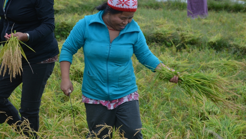 Members of the Bhutanese refugee community in Vermont use long knives and hand sickles to cut the stalks of rice on the quarter-acre paddy. Members of the Bhutanese refugee community in Vermont use long knives and hand sickles to cut the stalks of rice on the quarter-acre paddy.