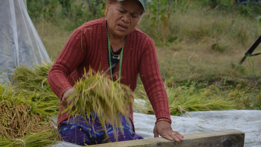 In Bhutan, the rice would be dried for a few days before it would be beaten. But weather in Vermont is too variable, so the rice has to be beaten right after the harvest. In Bhutan, the rice would be dried for a few days before it would be beaten. But weather in Vermont is too variable, so the rice has to be beaten right after the harvest.
