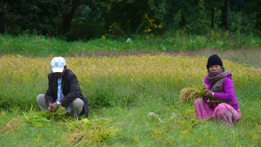 In Vermont, the Bhutanese men and women do an equal share of the harvesting jobs. There is no gender breakdown to the tasks. In Vermont, the Bhutanese men and women do an equal share of the harvesting jobs. There is no gender breakdown to the tasks.