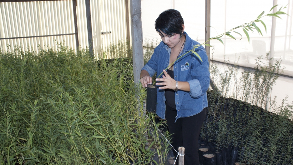Yuliana Dimas from the Mexican conservation group Pronatura at the organization's native tree nursery near San Luis Rio Colorado.