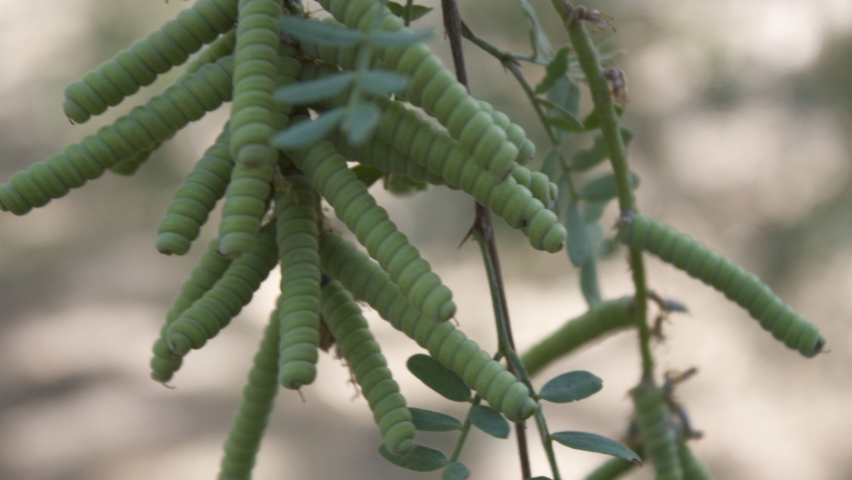 The pod of screwbean mesquite, a tree native to the Colorado River Delta.