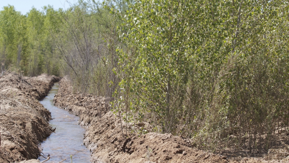 Water flowing through a habitat restoration site in the Colorado River Delta on May 30, 2014.