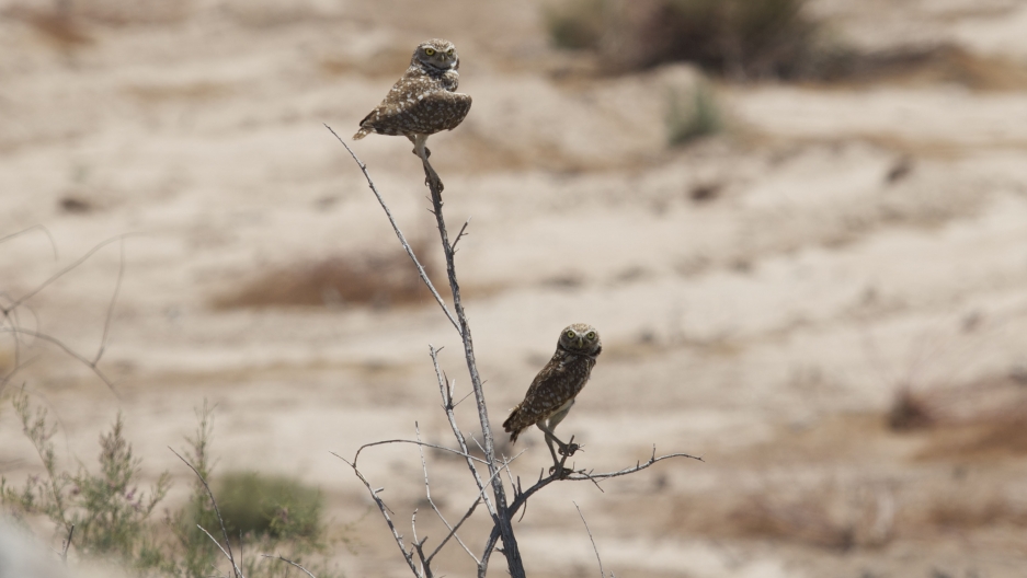 A pair of burrowing owls in the Mexicali Valley. May 30, 2014.