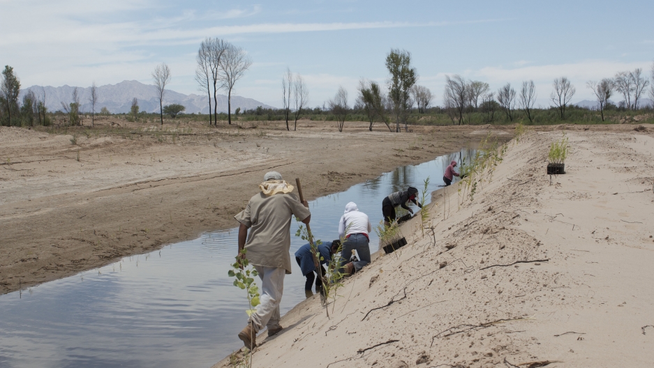 1875 Employees of the Sonoran Institute, an Arizona-based conservation group, plant cottonwood and willow trees in the Mexicali Valley.