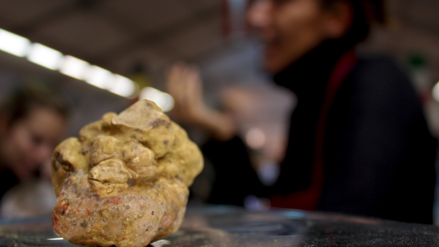 A white truffle, weighing 89 grams, sales for $400 at the White Truffle Festival in Alba. A white truffle, weighing 89 grams, sales for $400 at the White Truffle Festival in Alba.