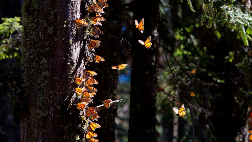 Monarch butterflies (Photo: Dave Sherwood) Monarch butterflies (Photo: Dave Sherwood)