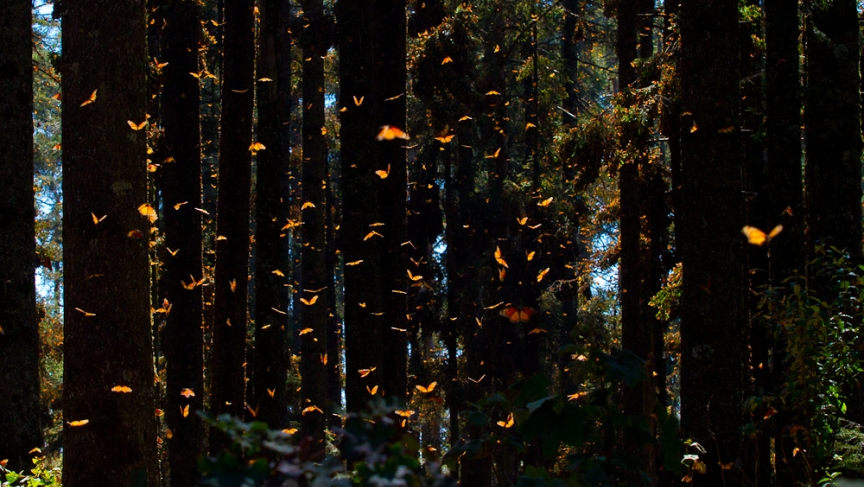 Monarch butterflies (Photo: Dave Sherwood) Monarch butterflies (Photo: Dave Sherwood)