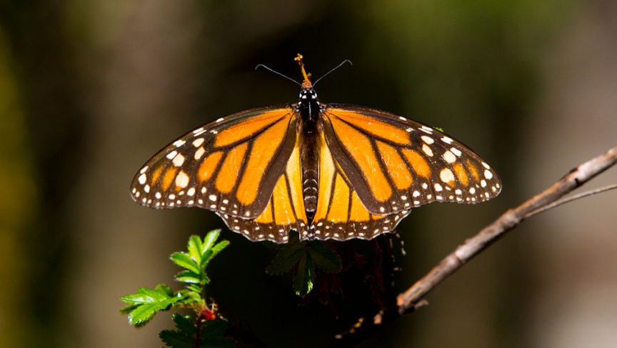 Monarch butterfly (Photo: Dave Sherwood) Monarch butterfly (Photo: Dave Sherwood)