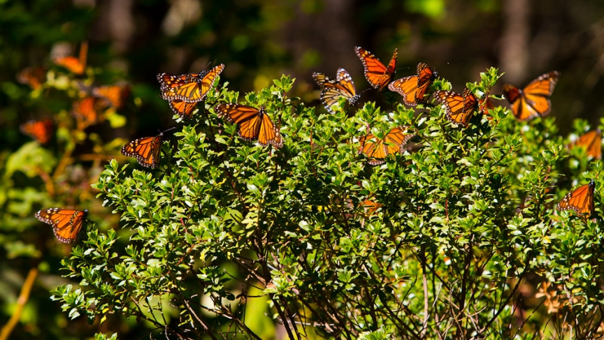 Monarch butterflies (Photo: Dave Sherwood) Monarch butterflies (Photo: Dave Sherwood)
