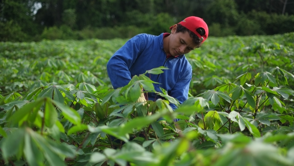 Geneticist Ian Sanders and his colleagues grew cassava in this field in Columbia using a fungal gel that he says improved yields by 20 percent. Cassava, which is native to Columbia, is one of the world's most important food crops, feeding over a billion p