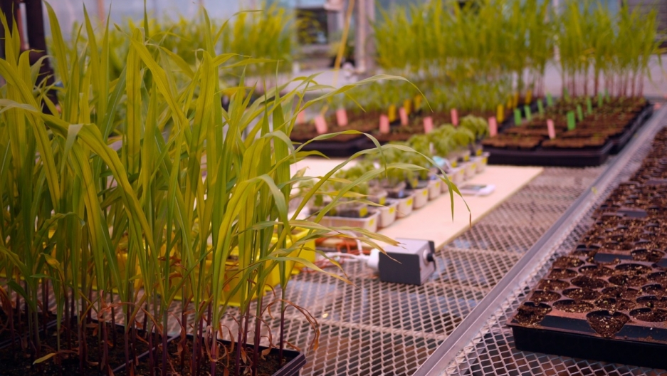 Corn and other crops grow with the aid of introduced fungi in the Seattle greenhouse of the microbiologist Rusty Rodriguez's company. Rodriguez hopes the microbes will help crops survive growing climate stresses like droughts, floods and extreme heat and