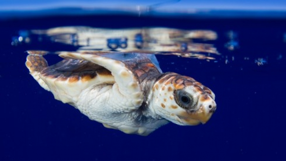 Cooperative Marine Turtle Tagging Program