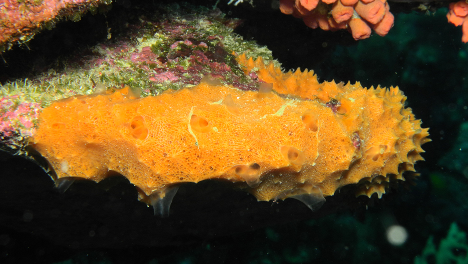 Dutch researcher discovers coral reefs depend on sponges to survive