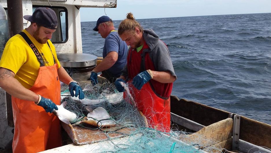 Beautiful How To Get To Cape Cod Part - 11: Cape Cod Tourists No Longer Have To U0027go To Europeu0027 To Get Abundant Local Fish